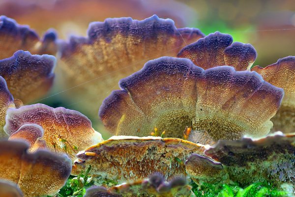 IMG_1717 Траметес разноцветный трутовики