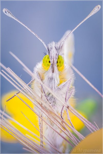 Ёлочная игрушка