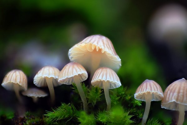 Plants and mushrooms