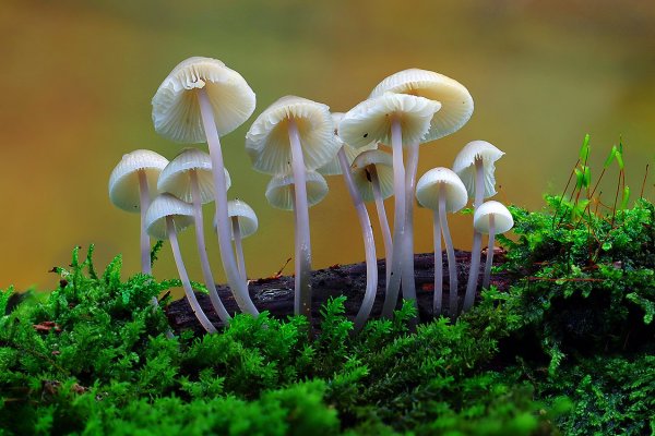 Plants and mushrooms