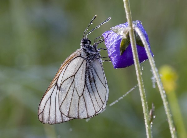 Восход уж близок