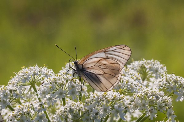 В райских кущах