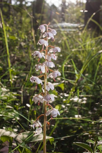 В траве-мураве