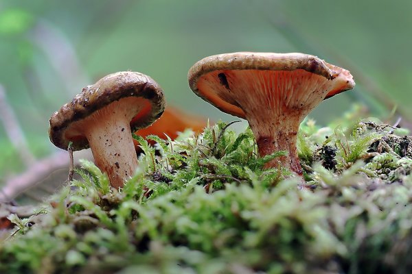 IMG_3090 Свинушка тонкая