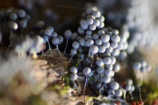 IMG_3100  миксомицет Badhamia urticularis.