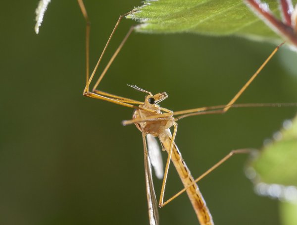 Портрет с ногами