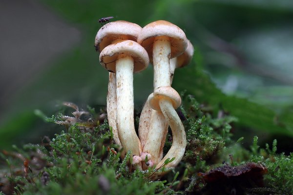 IMG_3663 Опята ложные