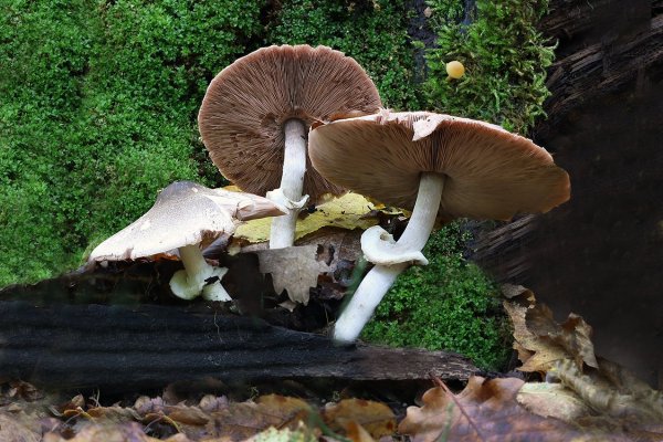 IMG_3939 шампиньон перелесковый agaricus sylvicola