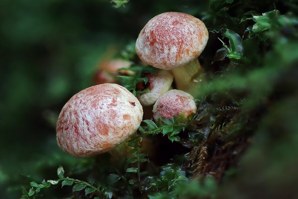 IMG_4111 Ложноопёнок кирпично-красный