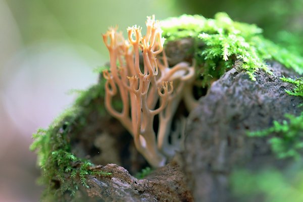 IMG_4399B, Клавикорона крыночковидная artomyces pyxidatus