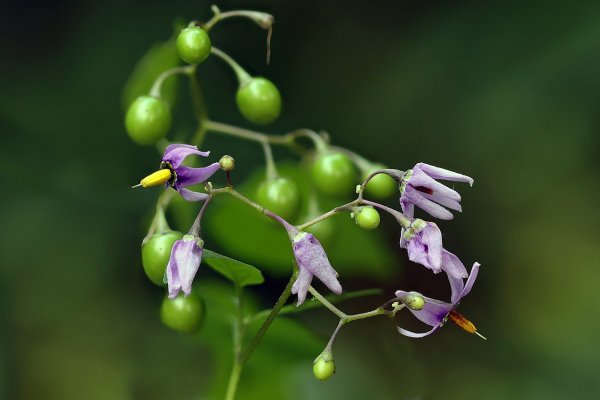 IMG_5533К Паслён сладко-горький