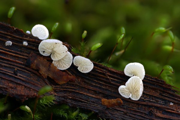 IMG_5666 Совсем юнный кукушкин лен и не менее юнные щелелистники