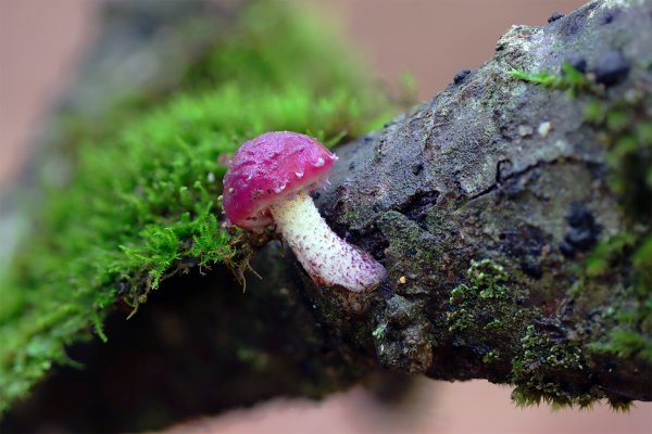 IMG_5885 Какая-то из многочисленных чешуйчаток