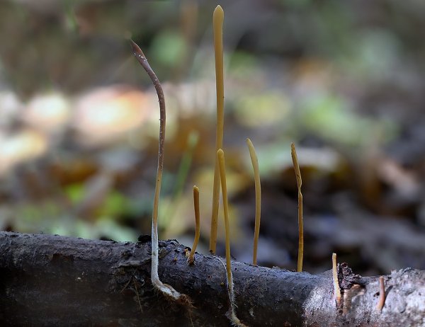 IMG_6363 рогатик дудчатый clavariadelphus fistulosus