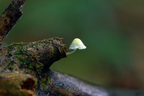 IMG_6404 мицена зимняя mycena hiemalis