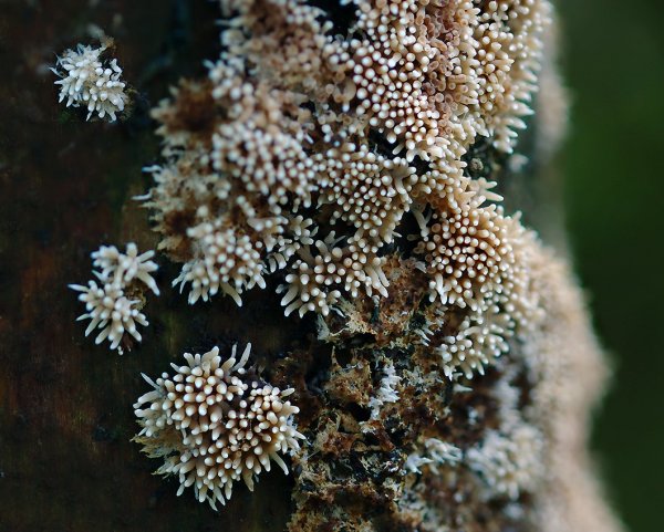 IMG_6505 Сухопутные кораллы