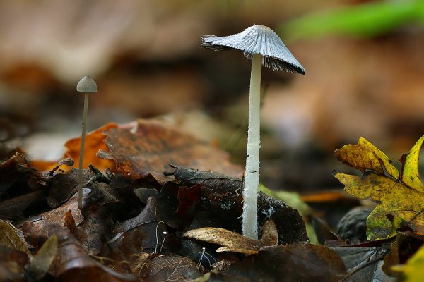IMG_6868 Навозник волосистоногий Coprinopsis lagopus