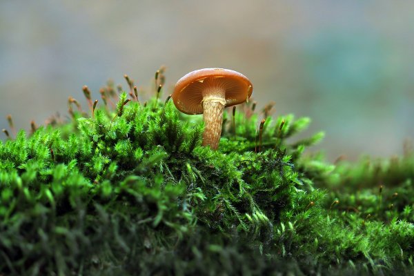 Plants and mushrooms