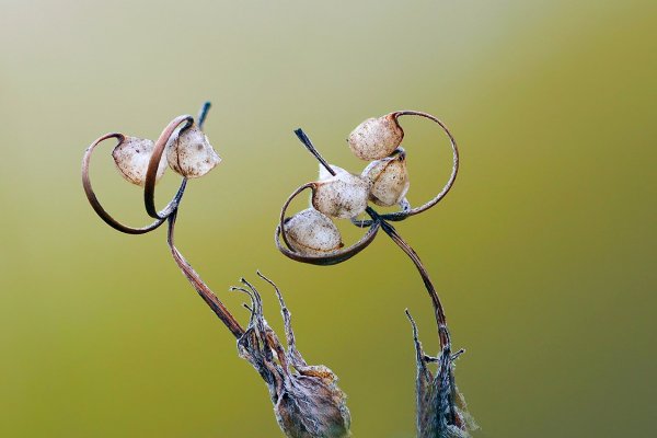 IMG_7949 Старинные кованные канделябры