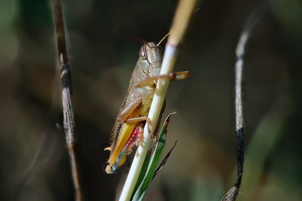 IMG_7999 Голубокрылая кобылка