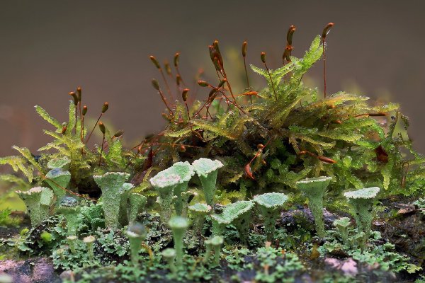 IMG_8242 Лишайник Кладония красноплодная