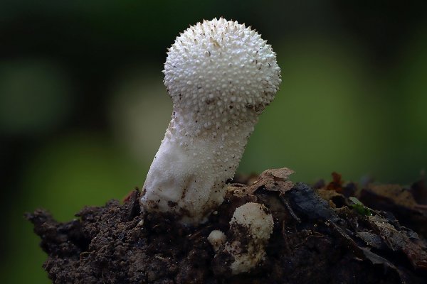 IMG_8252 Дождевик шиповатый