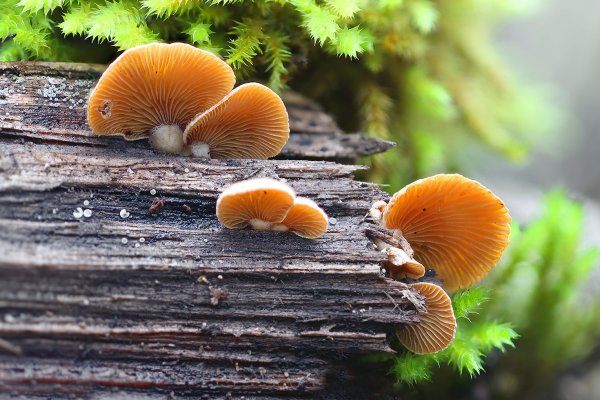 IMG_8414 Вёшенка оранжевая (phyllotopsis nidulans)