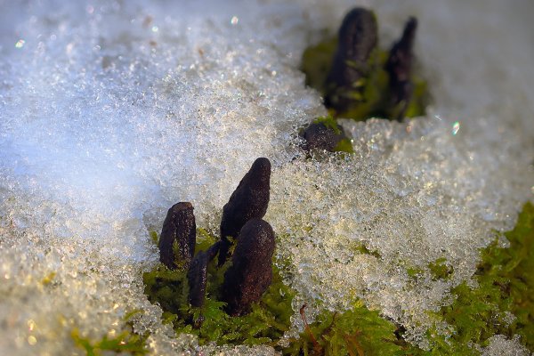 IMG_9636 Ксилария многообразная пальцы мертвеца