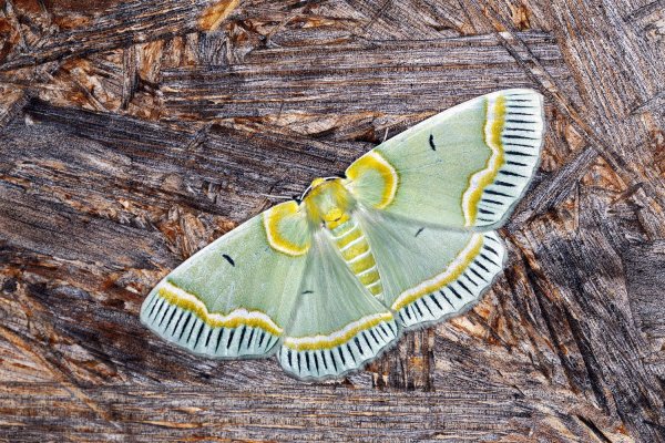 Iotaphora admirabilis Oberthür, 1883