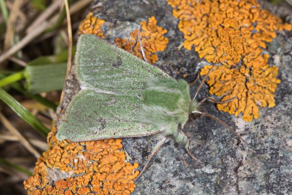 Isochlora herbacea Alphéraky, 1895