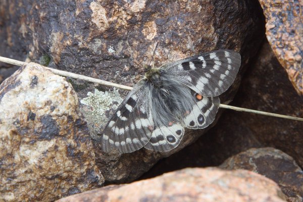 Koramius delphius Eversmann, 1843