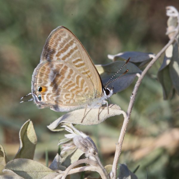 Голубянка Lampides boeticus (Linnaeus, 1767).