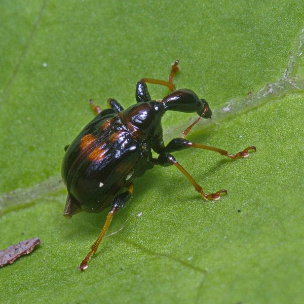 Трубковерт Leptapoderus carbonicolor Legalov, 2003.