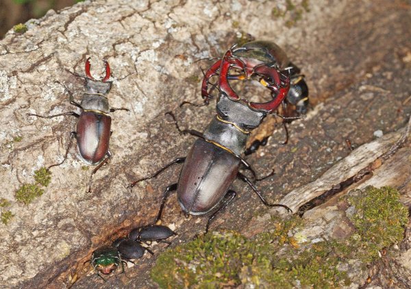 "Нет, это не моя весовая категория!"