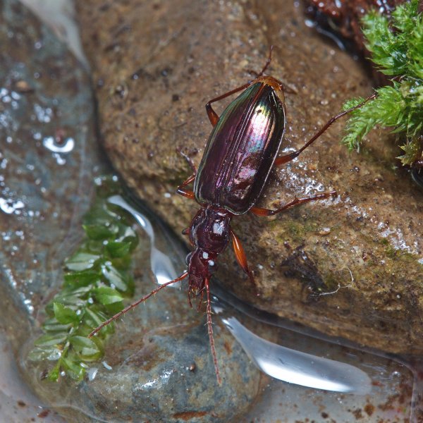 Metacolpodes buchanani (Hope, 1831).