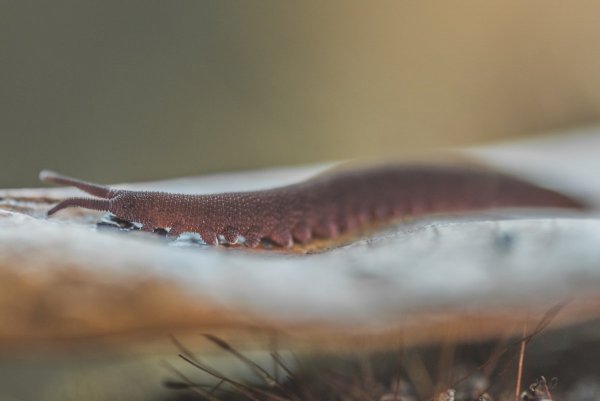 Онихофора Eoperipatus totoro