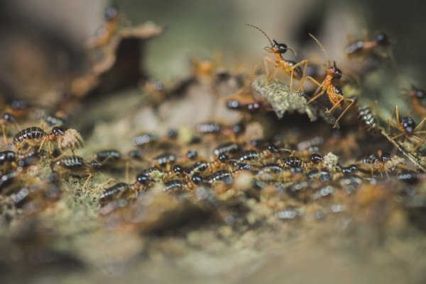Hospitalitermes bicolor