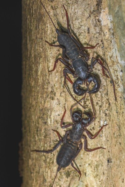 Телифоны Typopeltis