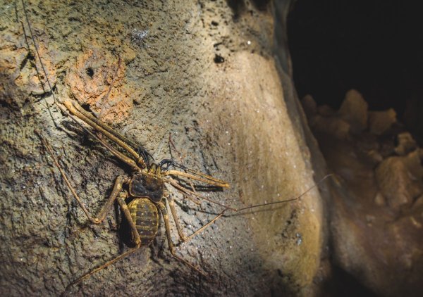 Фрин Phrynichus orientalis