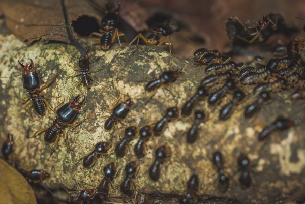 Macrotermes carbonarius
