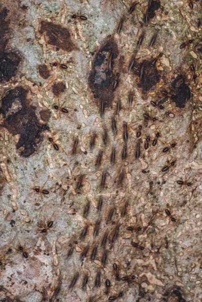 Hospitalitermes bicolor