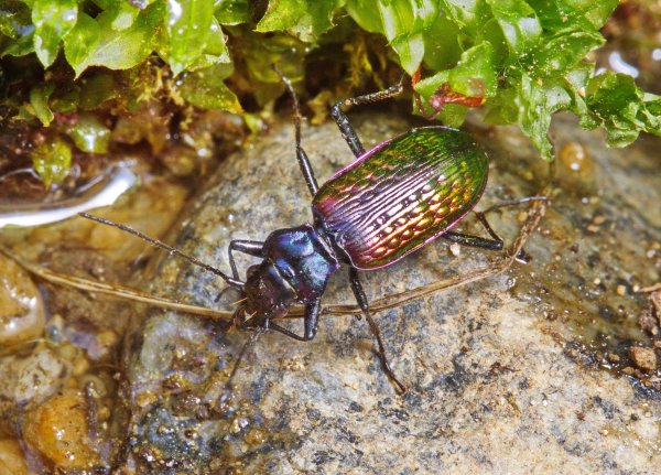 Nebria (Catonebria) catenulata Fischer von Waldheim, 1820.