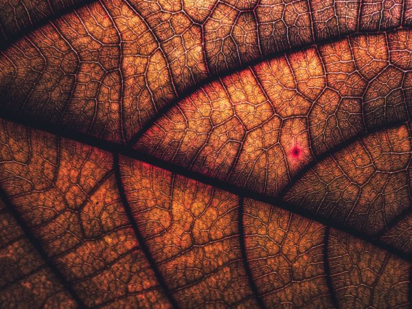 Лесные сети