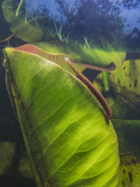 Малая ложноконская пиявка