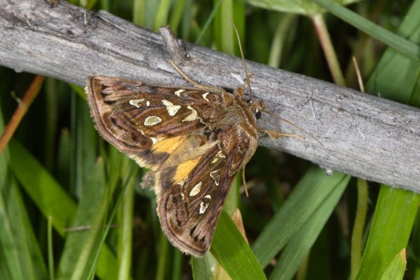 Panchrysia dives (Eversmann, 1844) 01