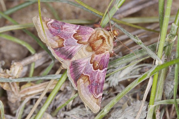 Совка шпорниковая Periphanes delphinii (Linnaeus, 1758).