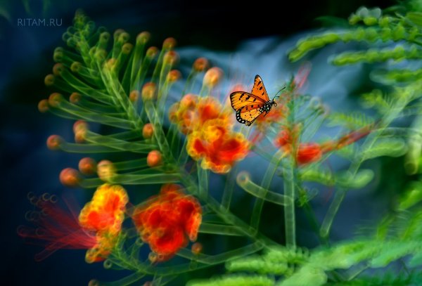 Полет в Чудо-Мире