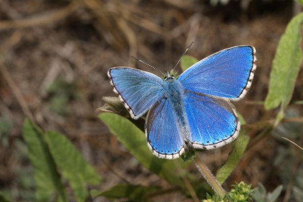 Polyommatus bellargus