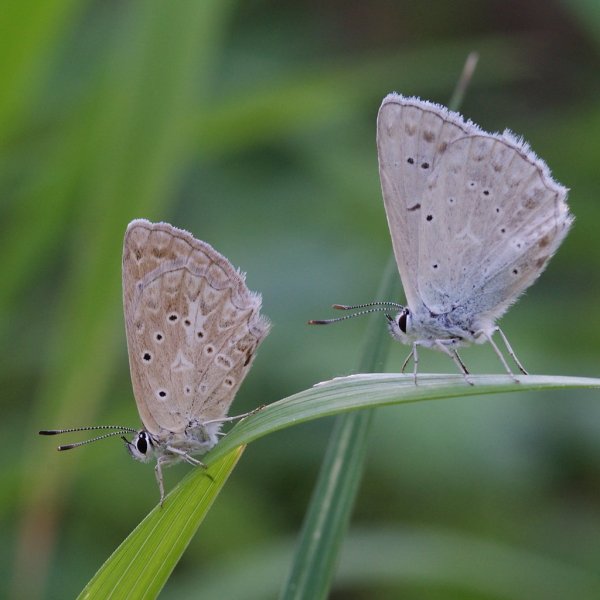 Голубянки Polyommatus dapnis (Denis & Schiffermuller], 1775).