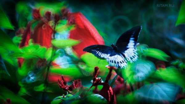 Порхая в райских кущах